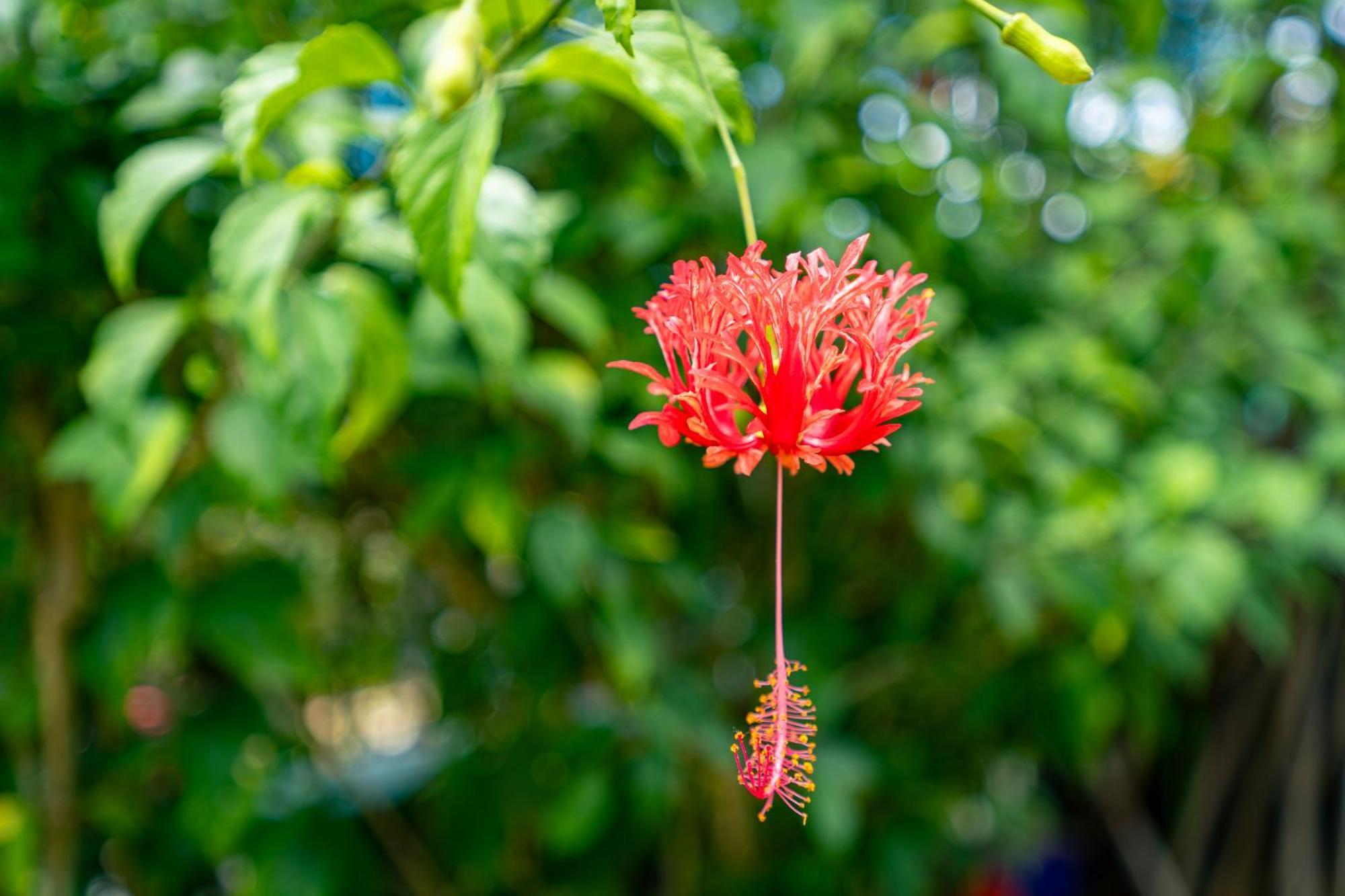 Lemongrass Lodge Beau Vallon  Zewnętrze zdjęcie